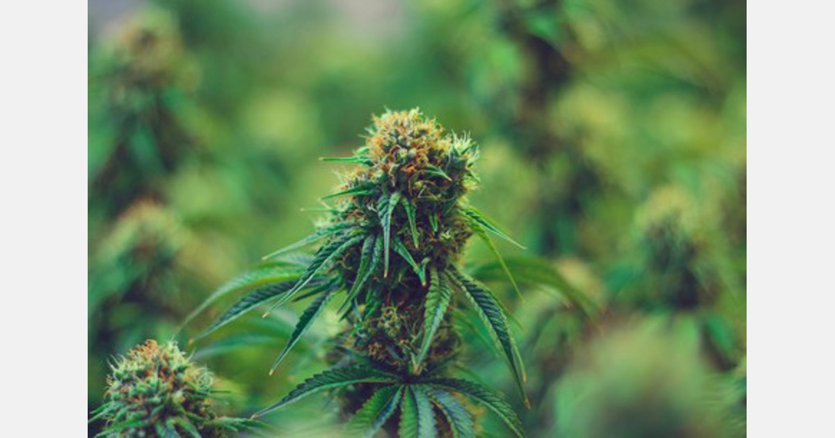 oregon medical marijuana grower application